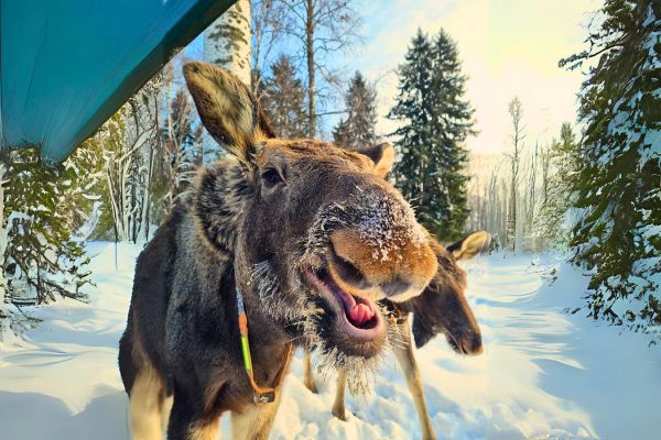 Экскурсия на лосеферму: маленькие копыта и большие сердца