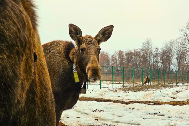 Экскурсия на лосеферму: маленькие копыта и большие сердца