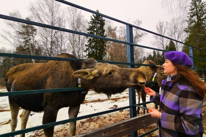 Экскурсия на лосеферму: маленькие копыта и большие сердца