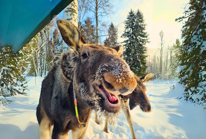 Экскурсия на лосеферму: маленькие копыта и большие сердца