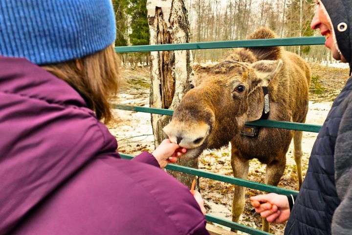 Экскурсия на лосеферму: маленькие копыта и большие сердца